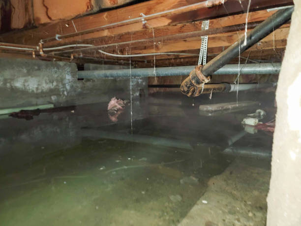 Best Water damage repair service  in Senath, MO