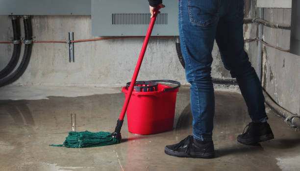 Best Mold removal after water damage  in Senath, MO