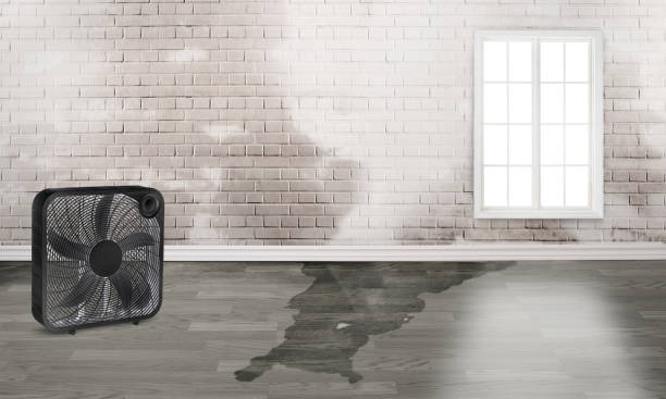 Best Water damage restoration mold remediation  in Senath, MO